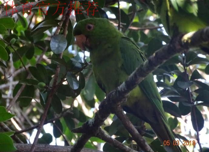 卡布雷拉,拥有惊人头部的鹦鹉性格 卡布雷拉,拥有惊人头部的鹦鹉性格